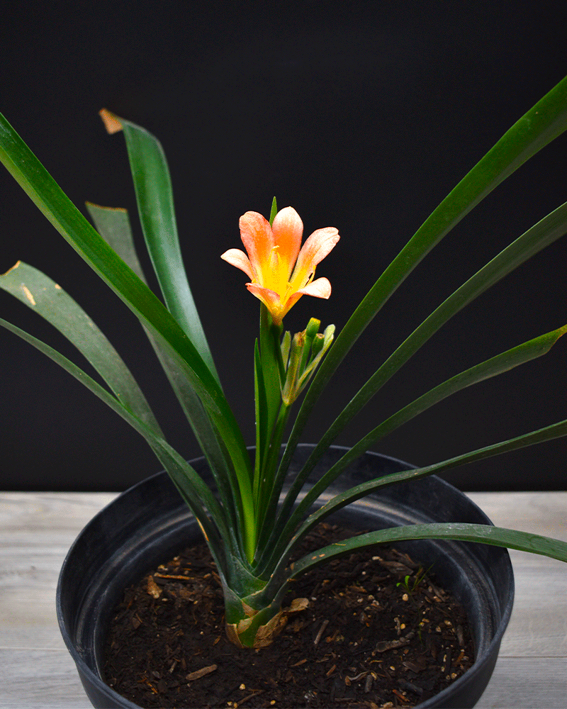 Clivia – Elegancia en Flor Todo el Año