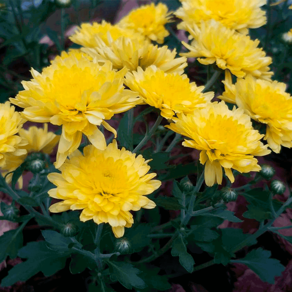 Crisantemo – Belleza en flor para alegrar tus días todo el año