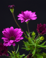 Dimorfoteca – Color y Alegría Todo el Año con Mínimo Cuidado