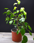 Ficus Benjamina Mediano– Elegancia Natural que Purifica tu Espacio