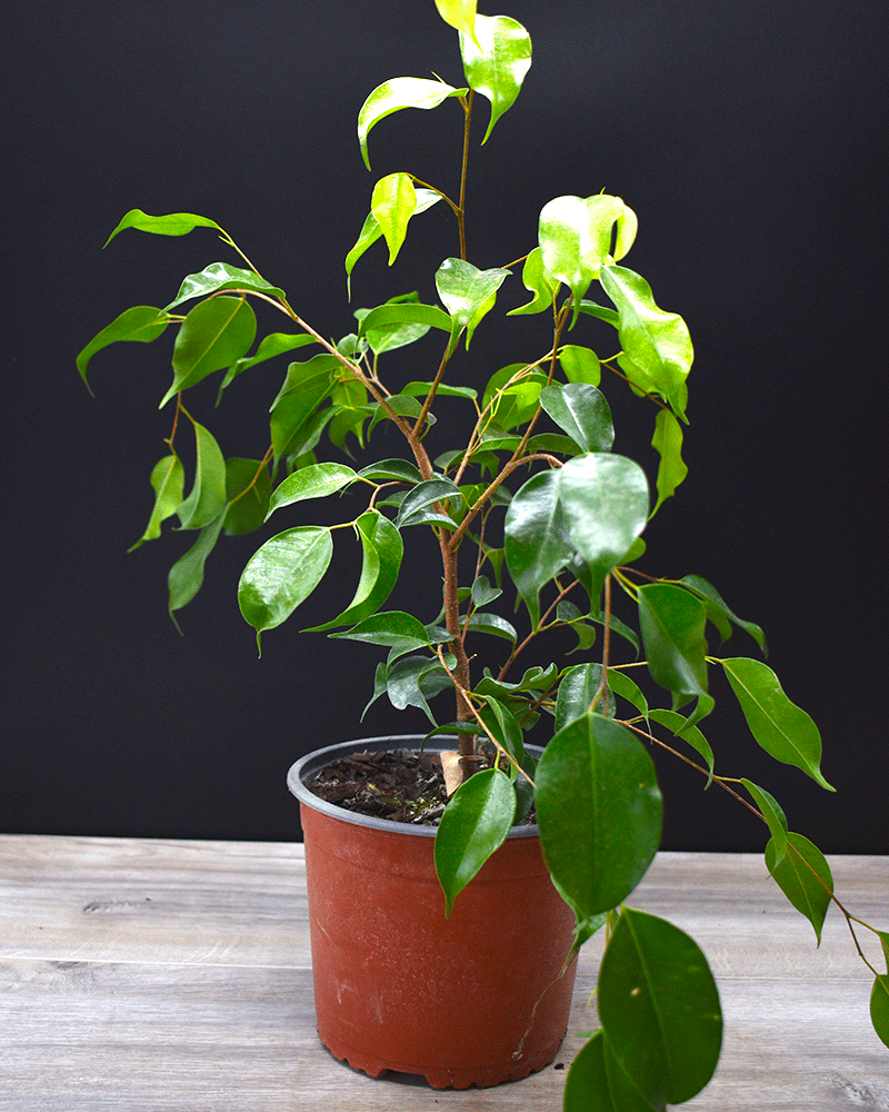Ficus Benjamina Mediano– Elegancia Natural que Purifica tu Espacio