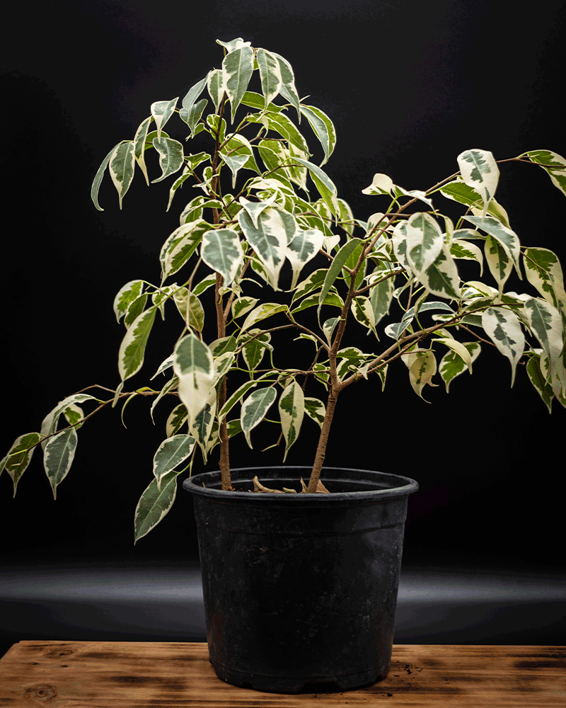 Ficus Samantha mediano