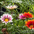 Gazanias – Flores Radiantes que Abren al Sol y Alegran Todo tu Jardín