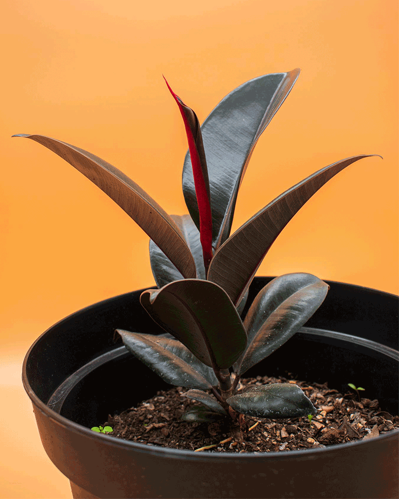 Gomero – Elegancia Natural que Purifica tu Hogar