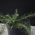 Grevillea