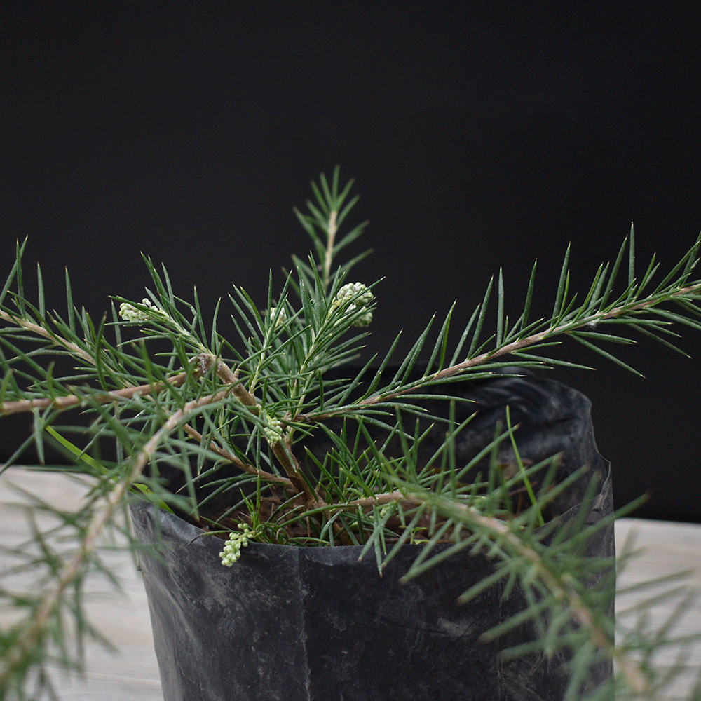 Grevillea