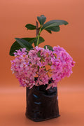Hortensia – Flores que cambian de color y transforman tu jardín en un espectáculo natural