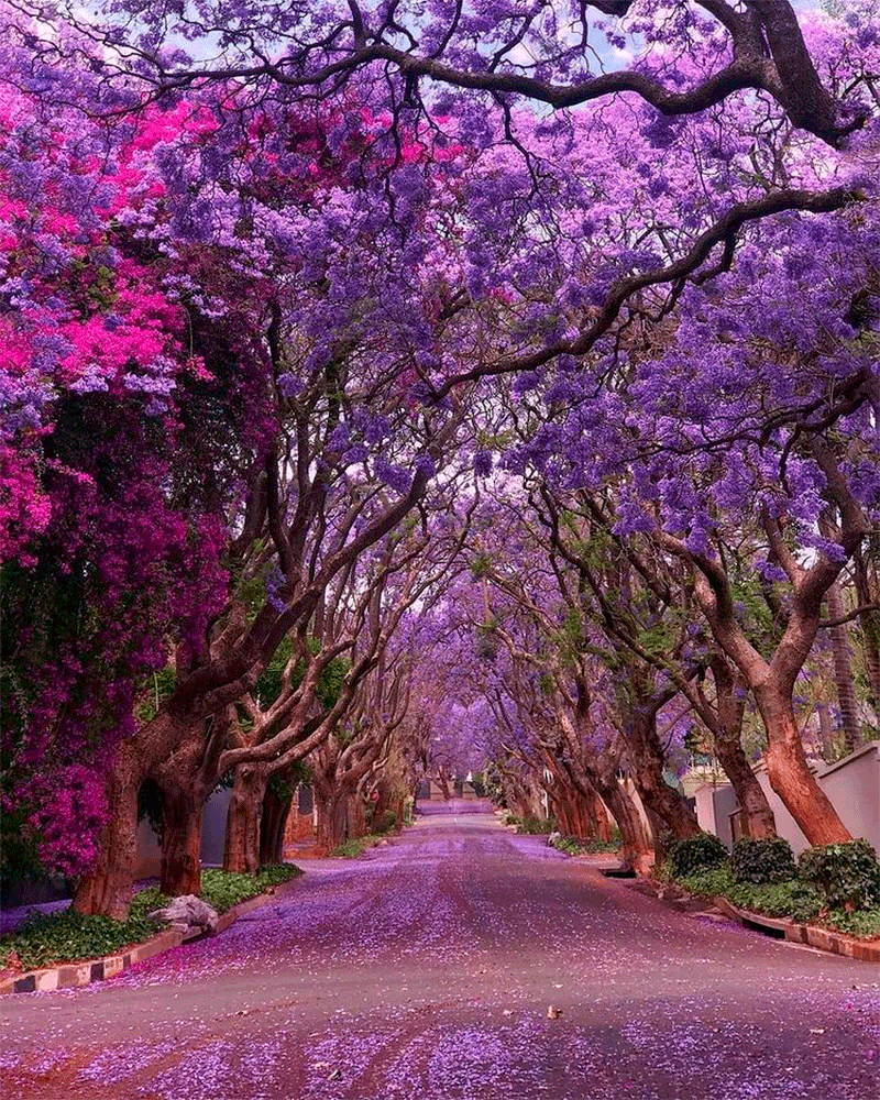 Jacarandá – Un árbol majestuoso que pinta tu jardín de violeta