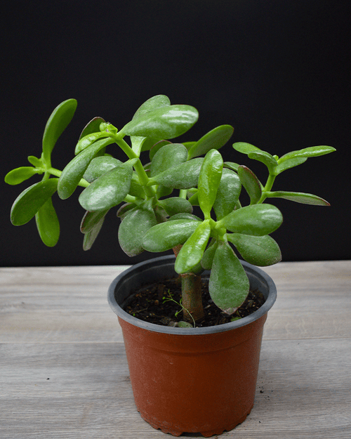 jade dinero planta de la buena suerte Jade – La Suculenta de la Prosperidad y Buena Energía – vivero la casa de  la abuela