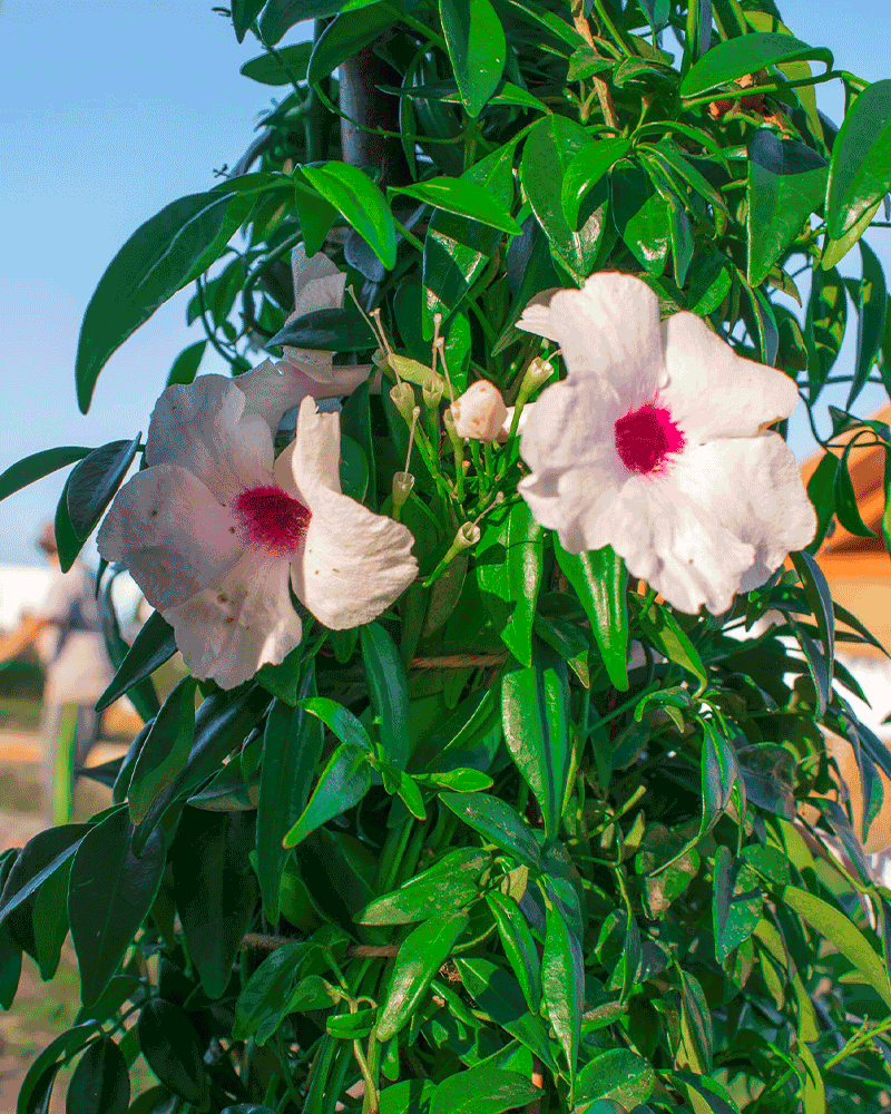 Jazmín Copa de Vino – Aroma Intenso y Belleza Sofisticada en una sola planta