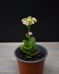 Kalanchoe flor