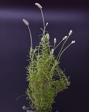 Lavanda – Belleza, aroma y tranquilidad en una sola planta