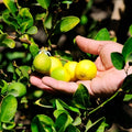 Limón Pica – Aroma, frescura y sabor directo desde tu jardín