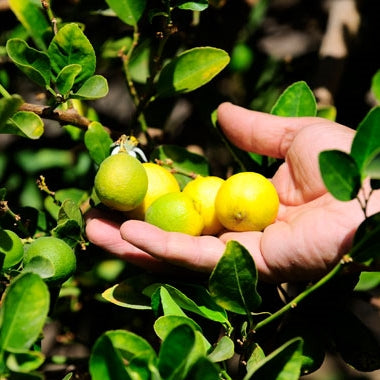 Limón Pica – Aroma, frescura y sabor directo desde tu jardín