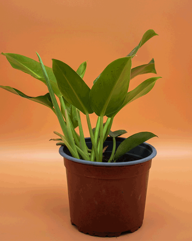 Longifolio – Elegancia vertical que da vida a cualquier rincón
