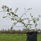 Madreselva – Aroma encantador y crecimiento veloz para transformar tu jardín