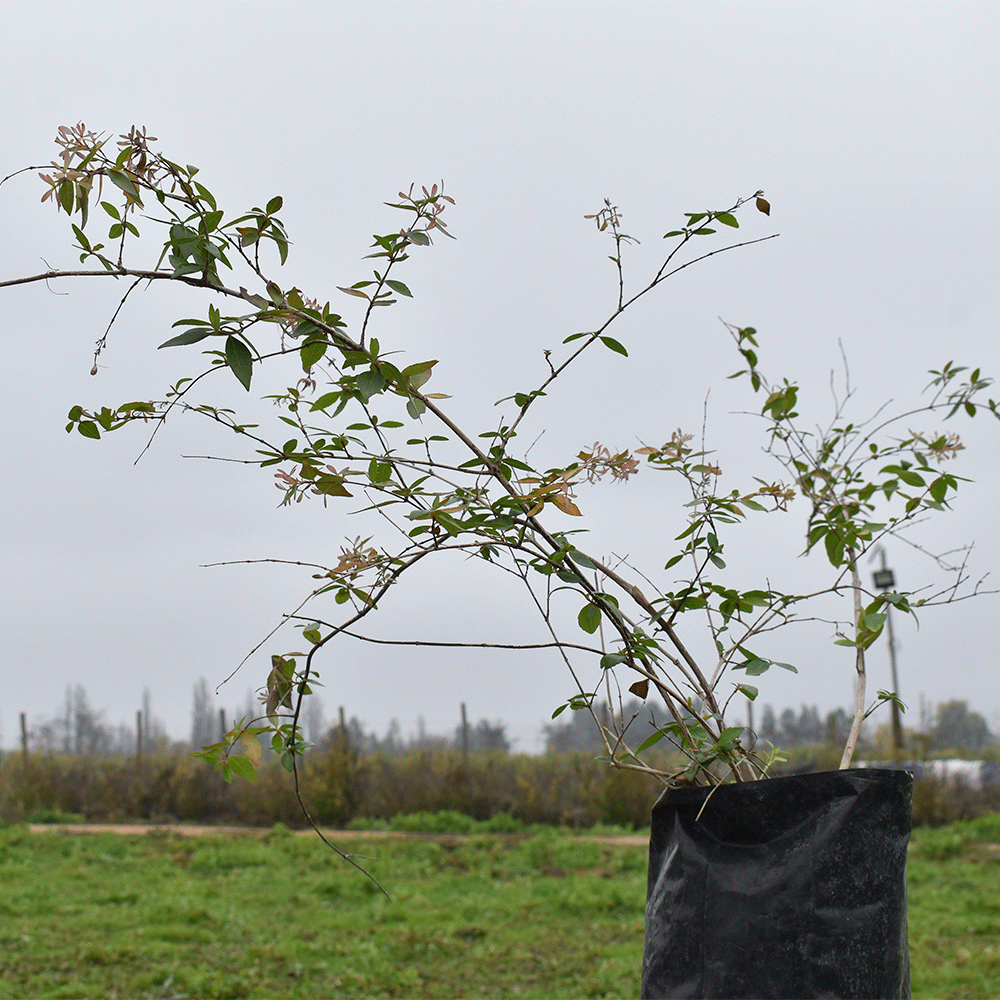 Madreselva – Aroma encantador y crecimiento veloz para transformar tu jardín