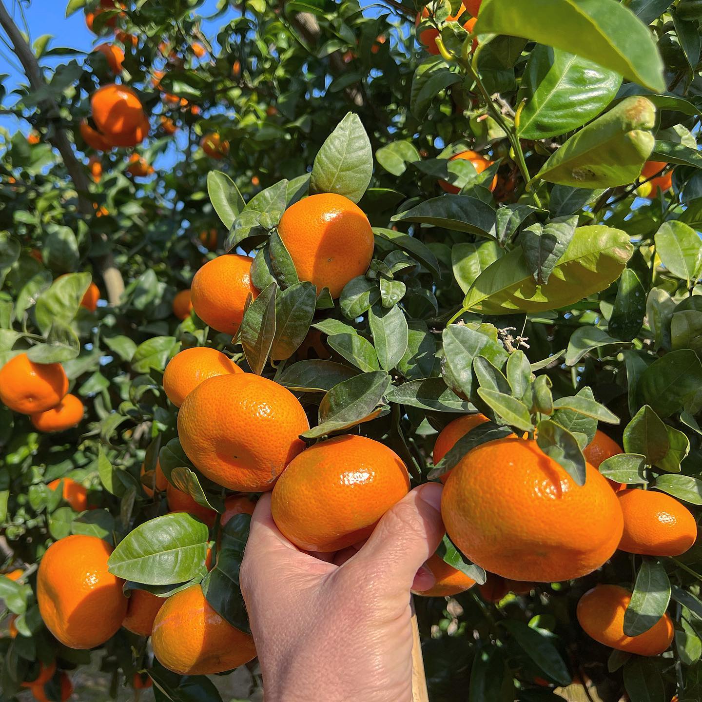 Mandarina Murcott – Sabor dulce, aroma cítrico y cosecha en tu propio hogar