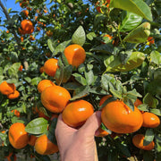 Mandarina Murcott – Sabor dulce, aroma cítrico y cosecha en tu propio hogar