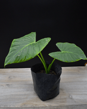 Manto de Eva – Pequeños