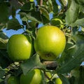 Manzano Granny Smith – Crocancia, Sabor y Belleza en Tu Propio Jardín