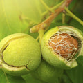 Nogal – Sombra majestuosa y nueces deliciosas por generaciones