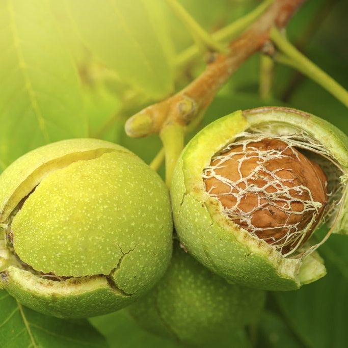 Nogal – Sombra majestuosa y nueces deliciosas por generaciones