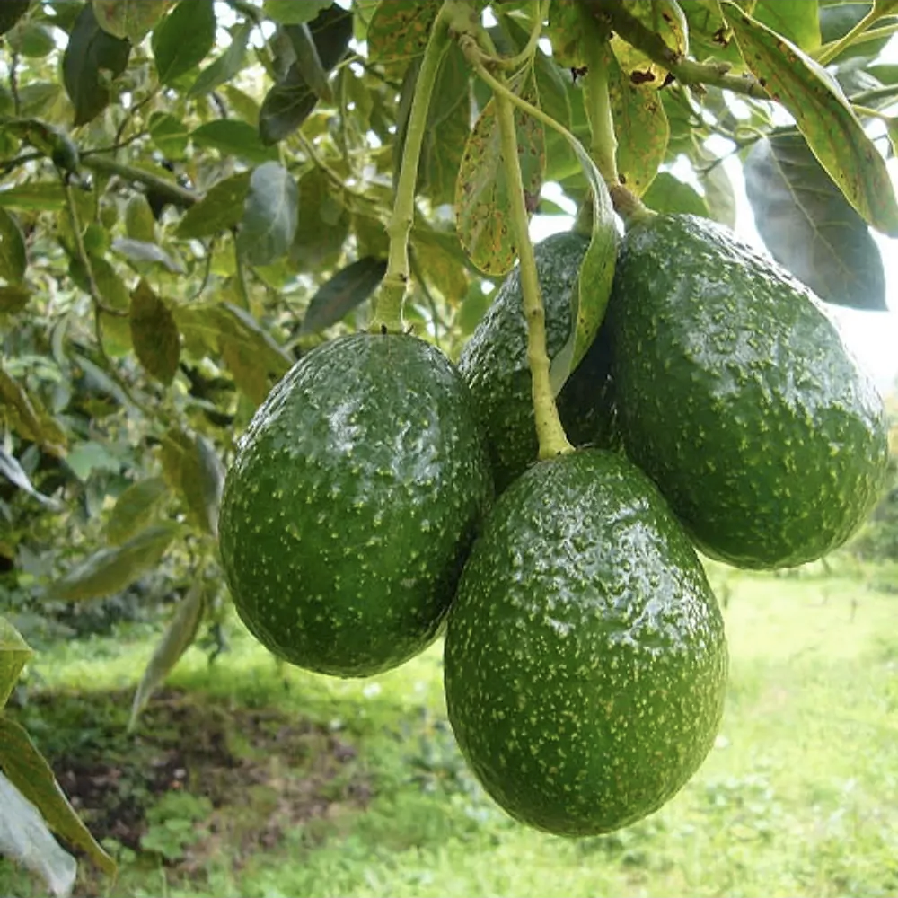 Palto Hass – Tu propio árbol de paltas, directo del jardín a tu mesa –  vivero la casa de la abuela