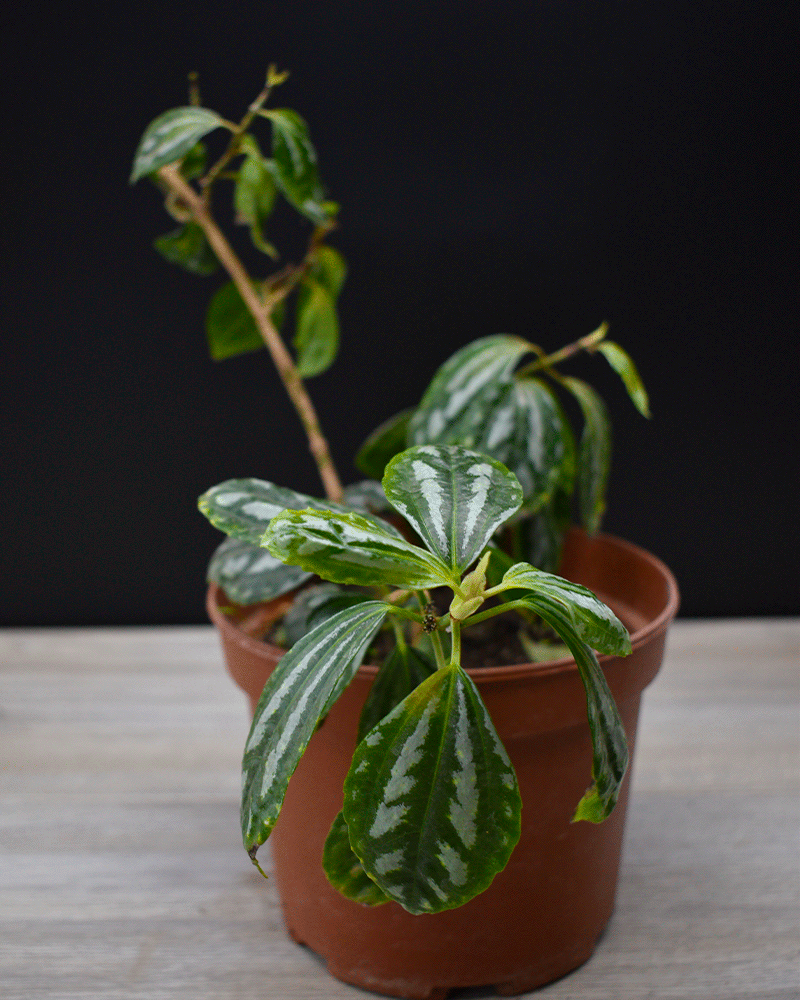 Pilea cadierei – Brillo metálico que ilumina tus espacios