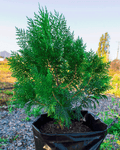 Pino Ciprés – Elegancia Vertical y Protección Natural para tu Jardín