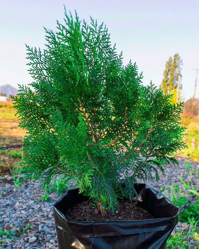 Pino Ciprés – Elegancia Vertical y Protección Natural para tu Jardín