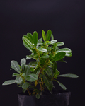 Pittosporum – Elegancia natural para cercos verdes y jardines con estilo