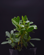 Pittosporum – Elegancia natural para cercos verdes y jardines con estilo