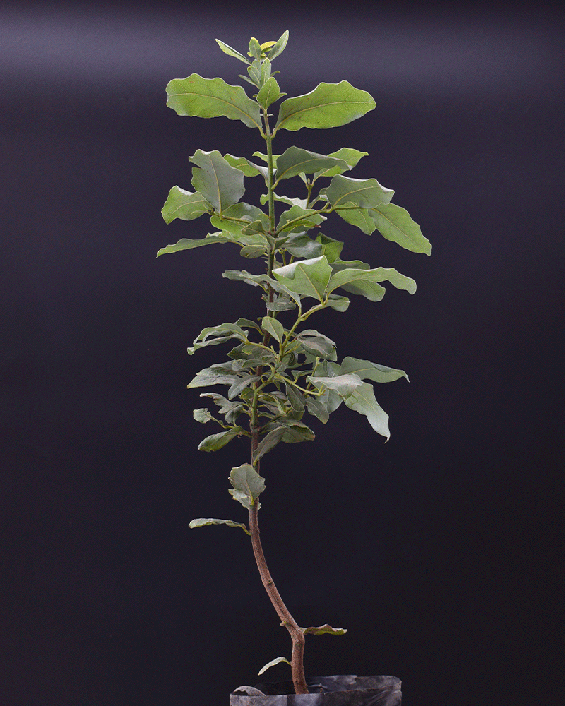 Quillay – El  Quillay – Árbol Nativo Chileno que Protege y Embellece tu Entorno Nativo que Purifica y Florece Todo el Año