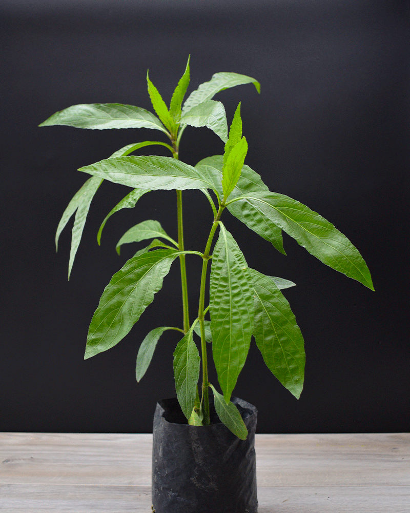 Ruellia – Color vibrante todo el año y sin complicaciones