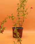 Salvia – Color, aroma y vida para tu jardín todo el año