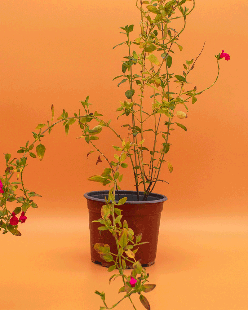 Salvia – Color, aroma y vida para tu jardín todo el año