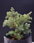 Pino Ciprés Sawara – Elegancia Japonesa para tu Jardín Todo el Año