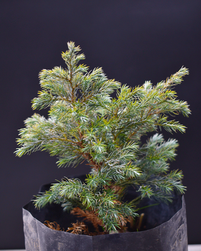 Pino Ciprés Sawara – Elegancia Japonesa para tu Jardín Todo el Año