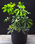Schefflera – Elegancia Tropical que Purifica tu Espacio