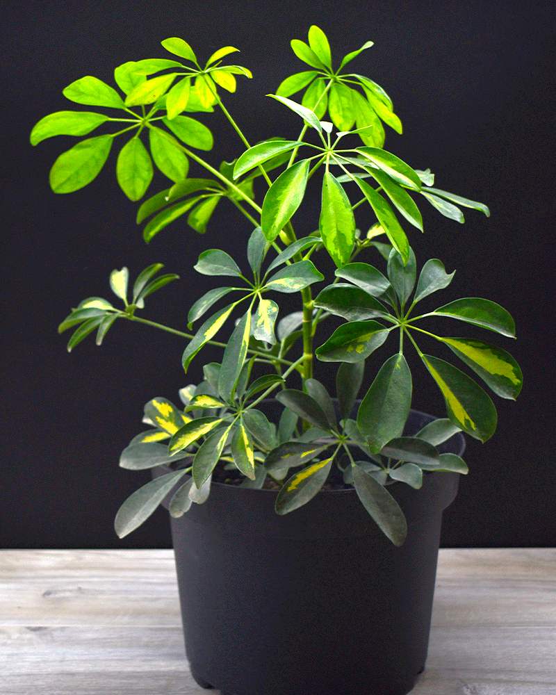 Schefflera – Elegancia Tropical que Purifica tu Espacio