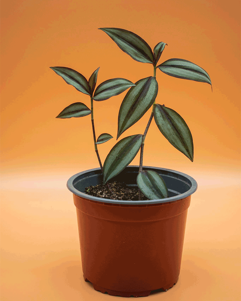 Tradescantia