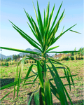 Yuca – La Planta Escultural que Ilumina tus Espacios con Fuerza y Estilo