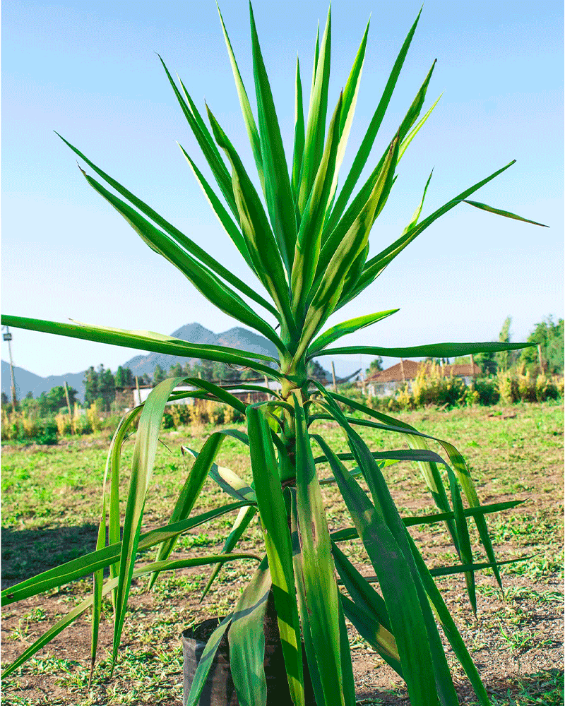 Yuca – La Planta Escultural que Ilumina tus Espacios con Fuerza y Estilo